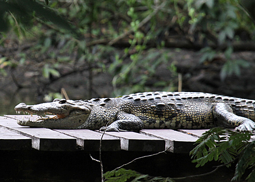 Lisa, a Morelets Crocodile, La Milpa resident.