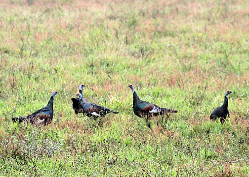 OcellatedTurkeys