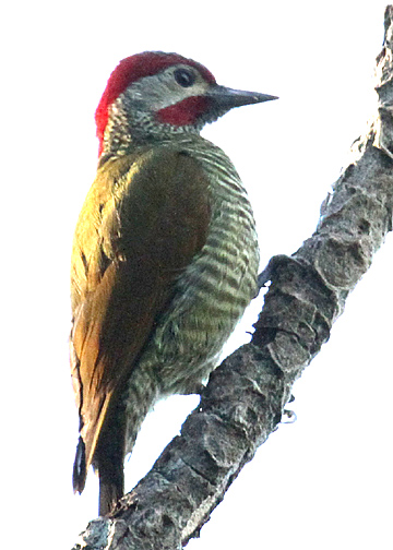 Golden-olive Woodpecker