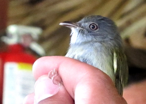 Northern Bentbill (Tyrannidae)