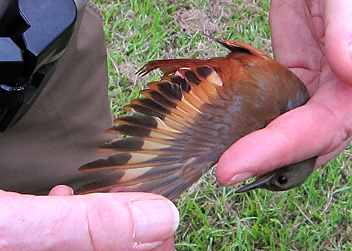 Tawny-winged Woodcreeper (Furnariidae)