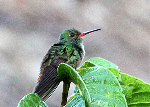Rufous-tailed Hummingbird (Trochilidae)