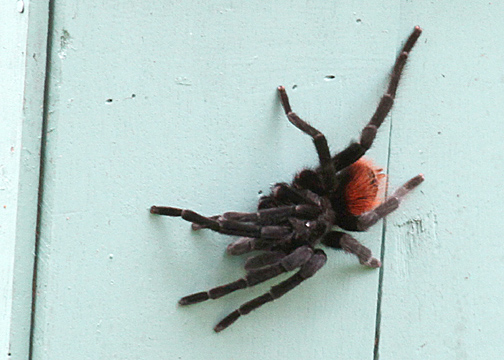 Tarantula