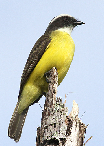 Social Flycatcher (Tyrannidae)