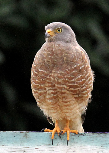 Roadside Hawk (Accipitridae) -- La Milpa resident.