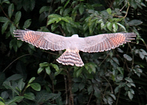 Blurry but colorful Roadside Hawk.