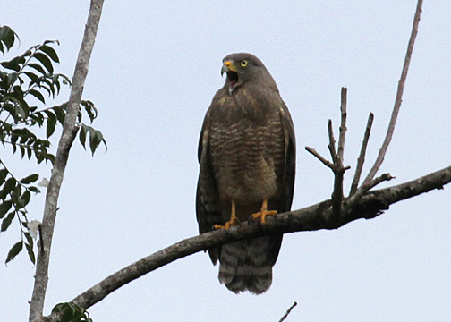 Roadside Hawk -- darker version -- not pleased with our presence.