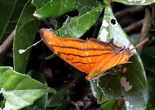 Butterfly sp. -- one of many species.