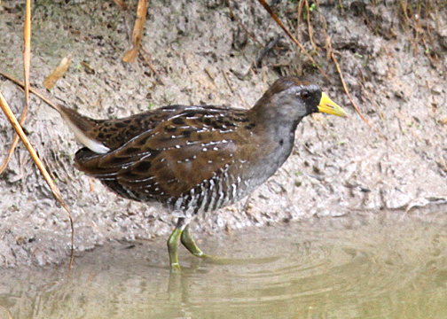 Sora (Rallidae) -- one of many seen in relatively small area at the rice fields.