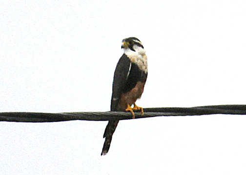 Aplomado Falcon (Falconidae) at a distance.