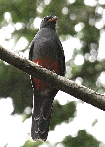 Slaty-tailed Trogon female (Trogonidae).