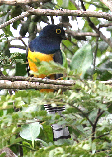 Violaceous Trogon (Trogonidae)