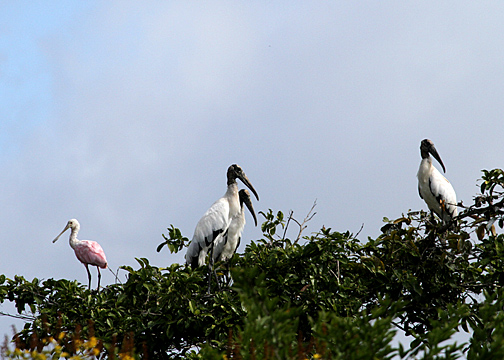 Roseate Spoonbill (Threskiornithidae) with Wood Storks.