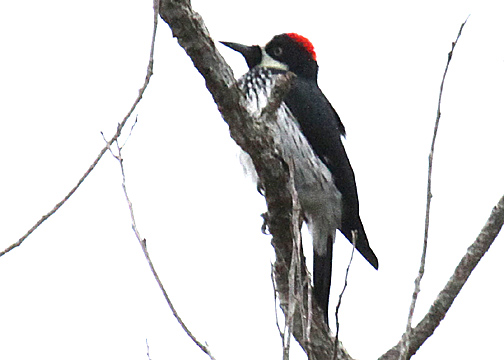 Acorn Woodpecker (Picidae) on Lamanai savanna.