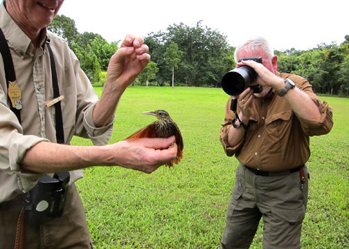 Leif holding Ivory-billed Woodcreeper w/ Phil on the camera.