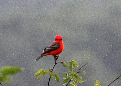 Vermillion Flycatcher (Tyrannidae) at a distance . . . .