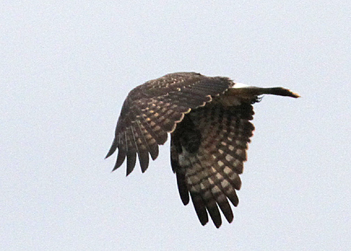 Snail Kite (Accipitridae)  female -- love the wing pattern!