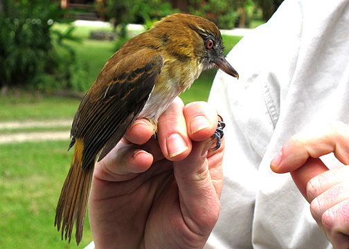 Bright-rumped Attila (Tyrannidae)