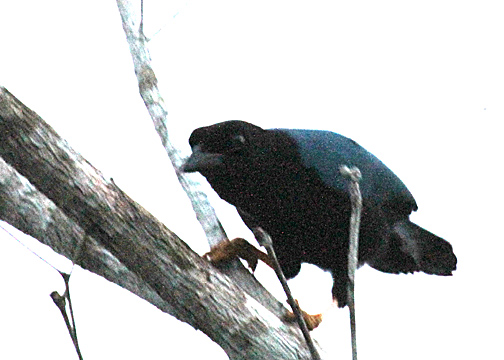 Yucatan Jay (Corvidae)