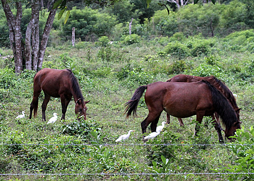 Cattle Egrets associating with the equine set.