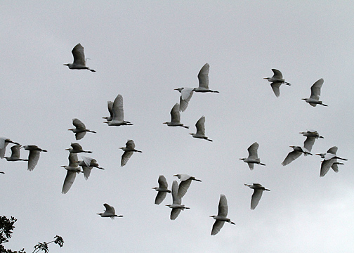 Cattle Egrets (Ardeidae)