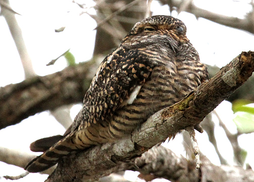 Lesser Nighthawk (Caprimulgidae)