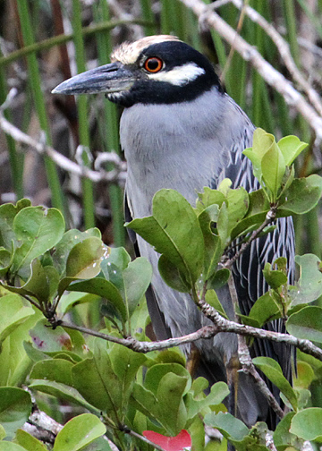 Yellow-crowned Night-Heron (Ardeidae)