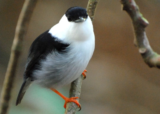 White-bearded Manakin - AWNC lek