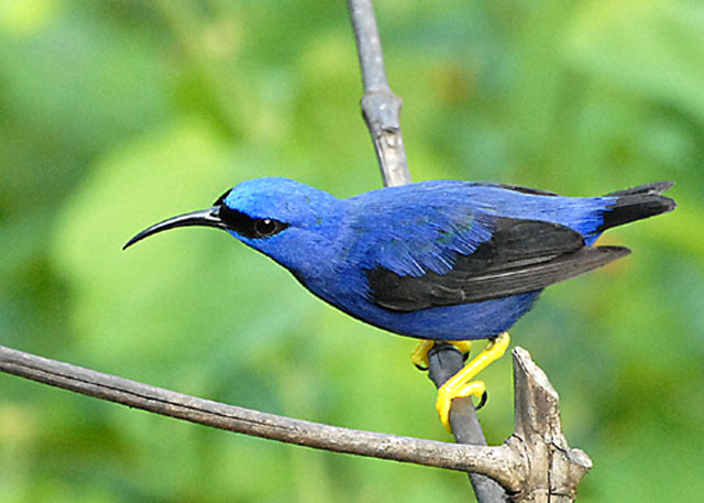 Purple Honeycreeper - AWNC