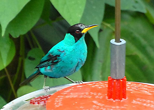 Green Honeycreeper - AWNC