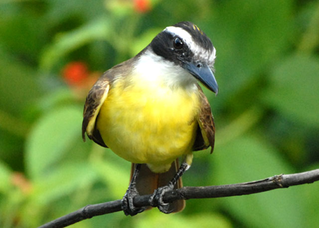Great Kiskadee - AWNC