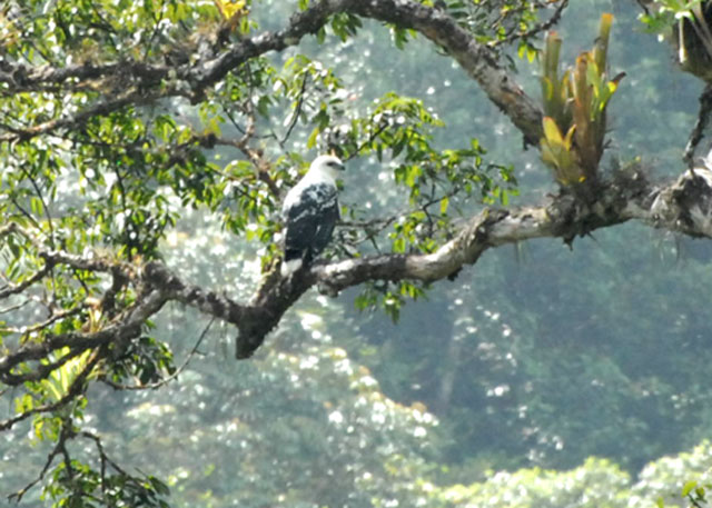 White Hawk -  Blanchisseuse Road