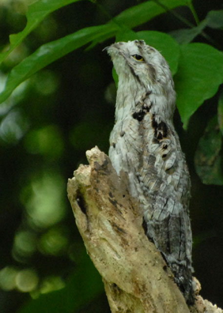 Common Potoo (juvenile) - AWNC