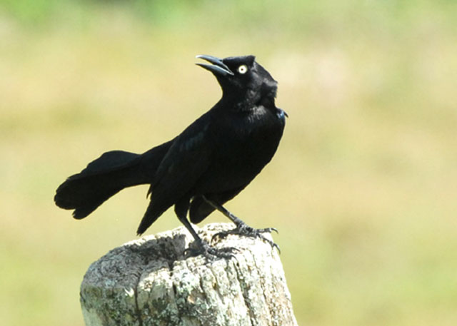 Carib Grackle - AARS