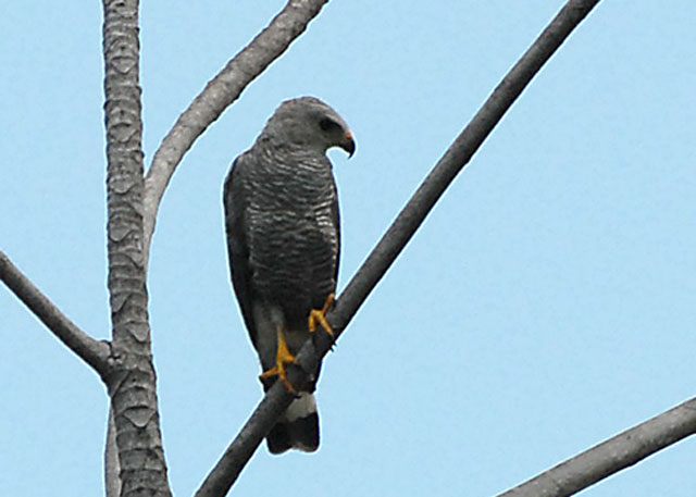 Gray Hawk - Manzanilla Road