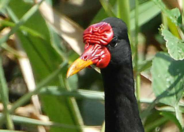 Wattled Jacana - Nariva Swamp