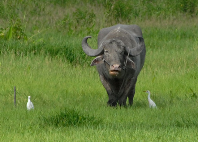 Cattle Egrets & water buffalo - Nariva Swamp