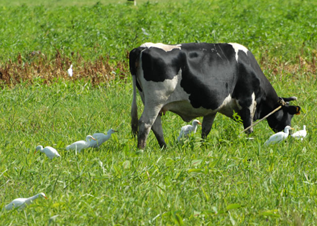 Cattle Egrets & cow - Nariva Swamp