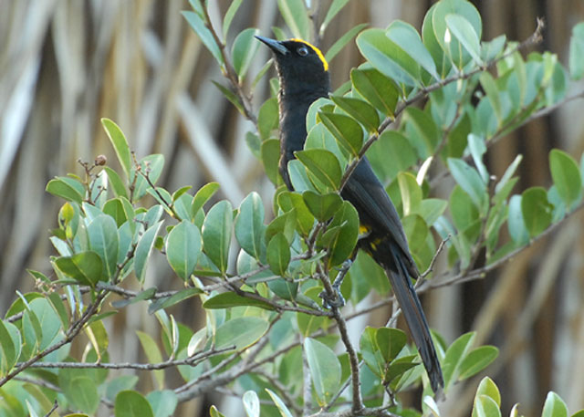 Moriche Oriole - Waller Field