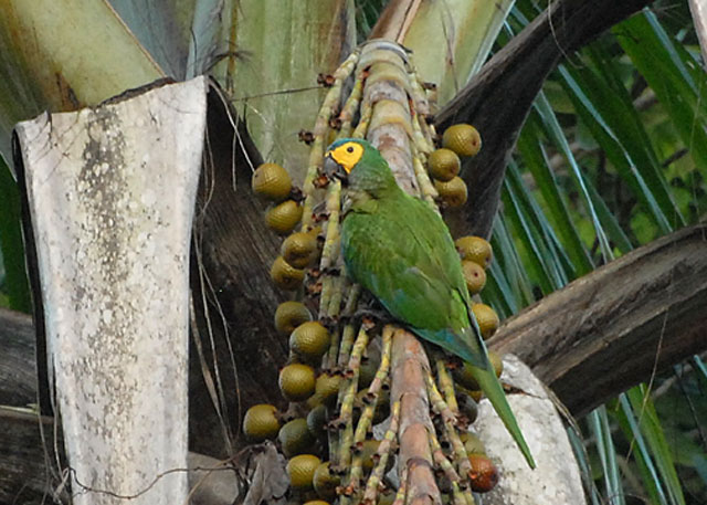 Red-bellied Macaw - Waller Field
