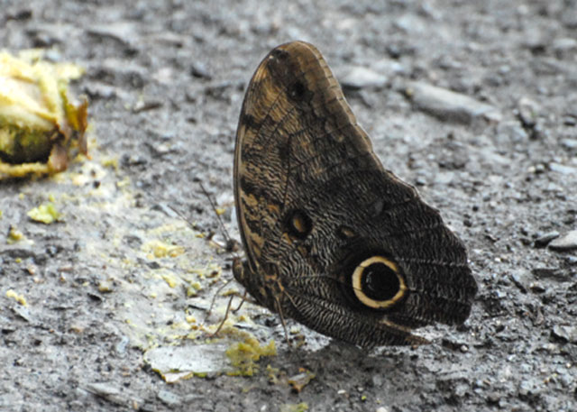 Owl Butterfly - AWNC