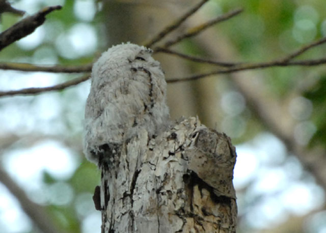 Common Potoo (juvenile) - Caroni Swamp