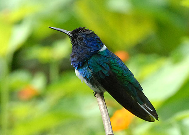 White-necked Jacobin - AWNC