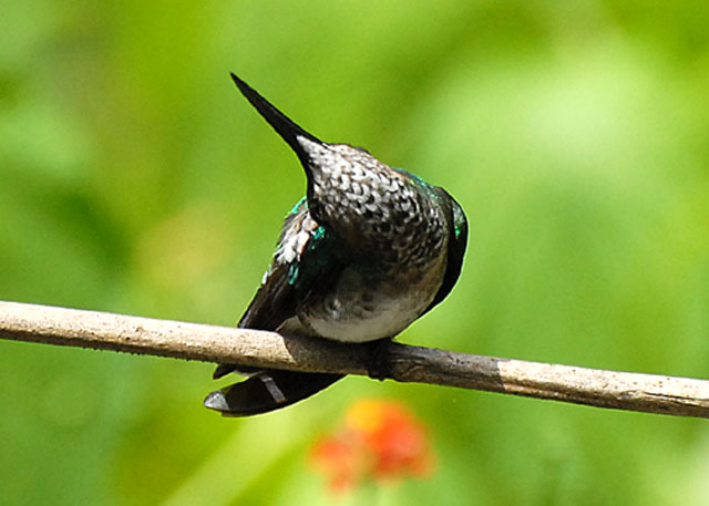 White-necked Jacobin (female preening) - AWNC