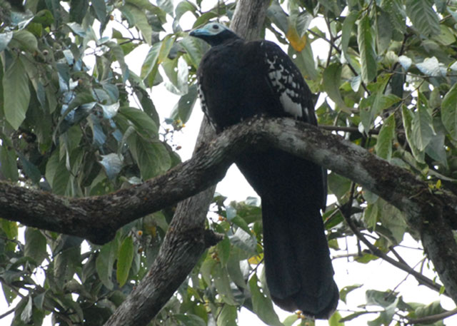 Trinidad Piping-Guan - Blanchisseuse Road (Transmission Hill)