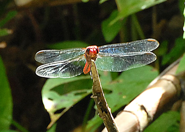 Odonate sp. - AWNC