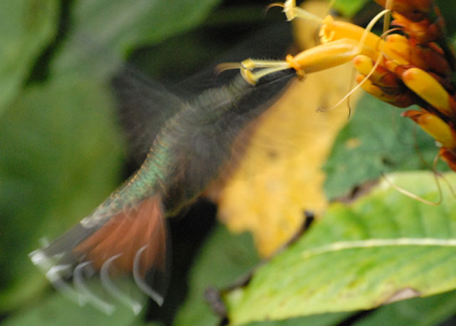 What most of us saw of a Green Hermit - AWNC