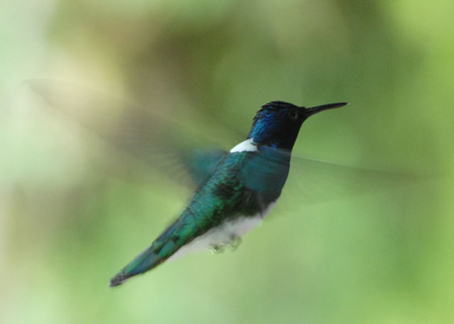 White-necked Jacobin - AWNC