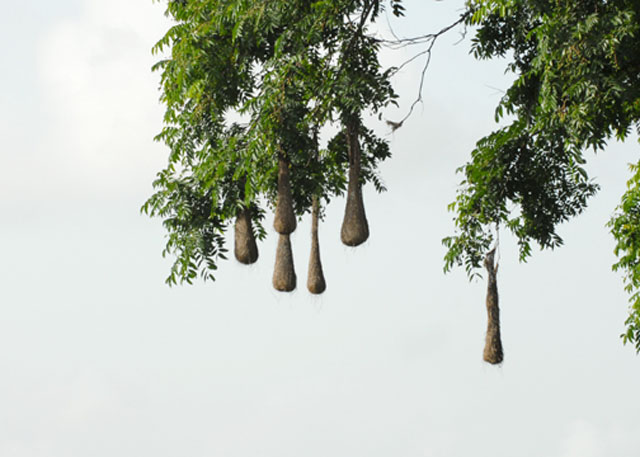 Oropendola nests - AWNC