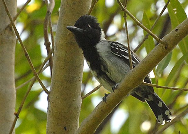 Black-crested Antshrike - Manzanilla Road